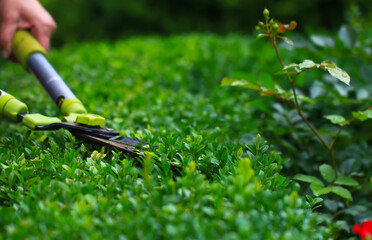 Close up photo of clipped boxwood bush, green leaves bush texture, blurred natural green...