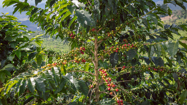 Photograph of a coffee crop with green and ripe grain in Sevilla Valle del Cauca Colombia