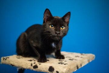 portrait of cute little black cat