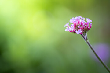 Fototapeta premium The background image of the colorful flowers