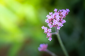 Fototapeta premium The background image of the colorful flowers