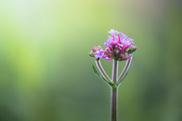 The background image of the colorful flowers