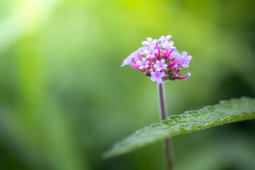 The background image of the colorful flowers