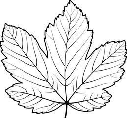 hand drew maple leaf line drawing vector design