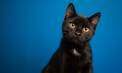 portrait of cute little black cat