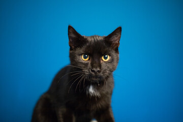 portrait of cute little black cat