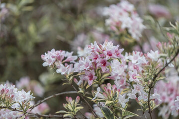 Weigela Bush