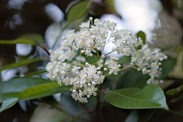 Mountain Laurel Flower
