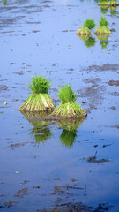 Rice seeds before planting in the fields