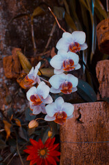 orchids and leaf