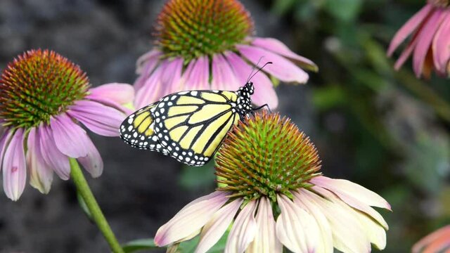 HD video of on one monarch butterfly on coneflowers, looking around and moving legs.
