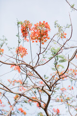 Red Flame Tree