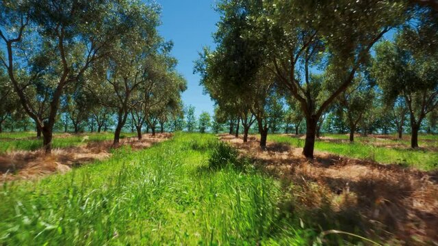 Olive grove on sunny summer day with long grass in-between rows