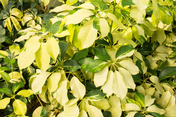 Variegated of pigmentation on Dwarf Umbrella plant's leaf