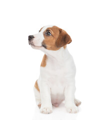 Jack russell terrier puppy sits and looks away on empty space. Isolated on white background