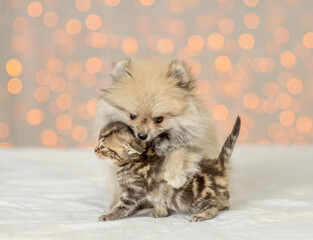 Playful Pomeranian spitz puppy kisses tabby kitten on festive background