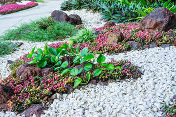 Gravel garden, decorated with white shell, brown stone, colorful plant