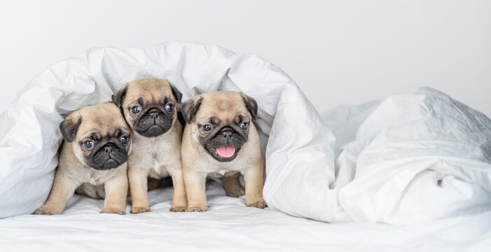 Group of three Pug puppies is sitting under warm blanket on the bed at home. Empty space for text