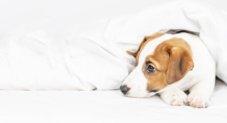 A little cute puppy jack russell terrier lies under the linen blanket at home on the bed. Stretched panoramic image for banner