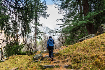 Naklejka na ściany i meble A trekker walking solo among the alpine tree forest looking towards the snow clad Himalayan mountains.