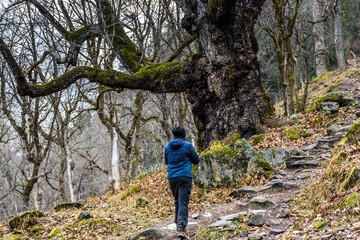 Naklejka na ściany i meble A trekker walking solo among the alpine tree forest looking towards the snow clad Himalayan mountains.