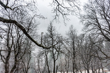 Winter lanscape of Parvati valley with mild snowfall at Himachal Pradesh, Inia