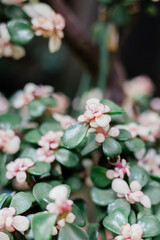 Flowers on Banzai Tree