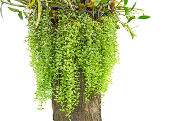 Variegated creeper houseplants, White diamond known as Dischidia