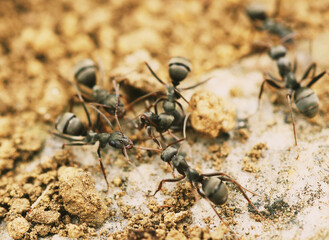 ants on the beach