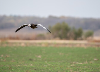 Goosel in flight
