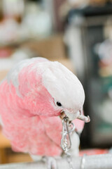 Ping bird in a cage