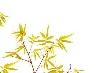 Branches of yellow leaf Bamboo isolated on white background di cut and clipping path