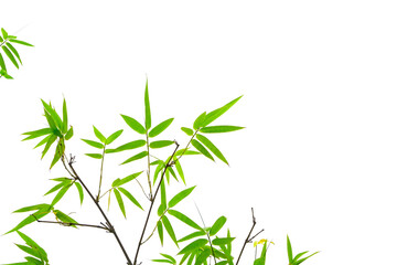 Branches of green leaf Bamboo isolated on white background di cut and clipping path