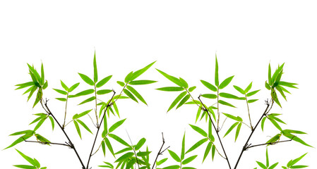 Branches of green leaf Bamboo isolated on white background di cut and clipping path