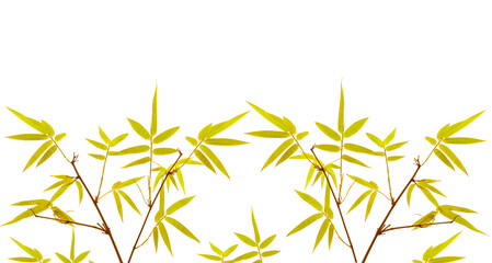 Obraz premium Branches of yellow leaf Bamboo isolated on white background di cut and clipping path
