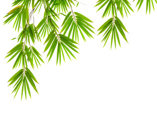 Obraz na płótnie Canvas Green Bamboo leaf isolated on white background and copy space di cut with clipping path