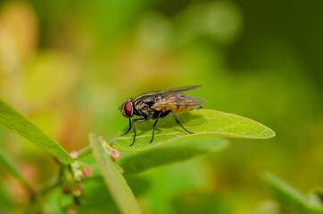 house fly on a green leaf background.