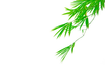 Branches of green Bamboo leafs isolated on white background, dicut photo with clipping path and copy space