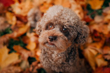 miniature chocolate poodle in autumn leaves. Pet in nature. Cute dog like a toy 