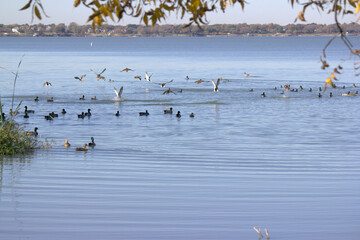 ducks on the lake
