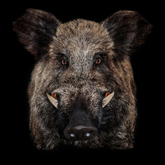 Fototapeta na wymiar Close-Up Portrait Of Brown Wild boar tusks black background. Wild pig. Portrait of pig.