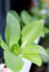 Bok choy or pak choi plants (type of Chinese cabbage) on hydroponic system.