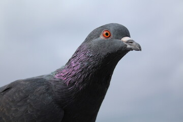 close up of a pigeon