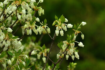 blooming tree in spring