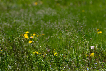 yellow dandelions on grass