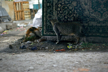 cat on the street