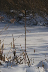 cattail in the ice
