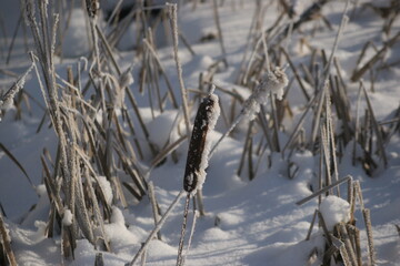 frozen cattail