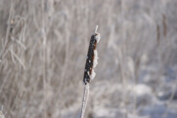 lonely frozen cattail