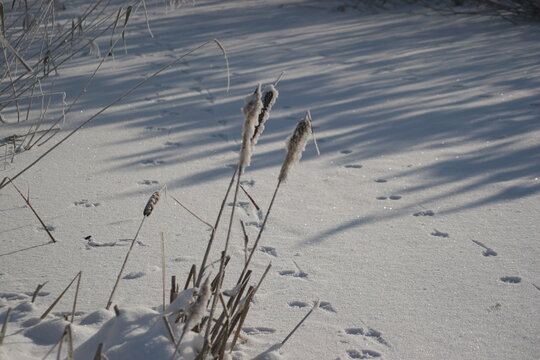 cattail in the frosty winter